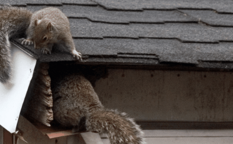 Common Roof Pests and the Damage They Cause