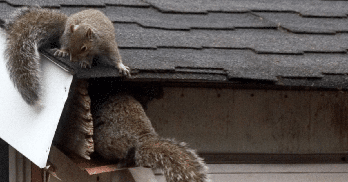 MUNZ Roofing Common Roof Pests and the Damage They Cause